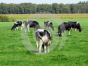 Dutch cows