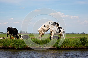 Dutch cows