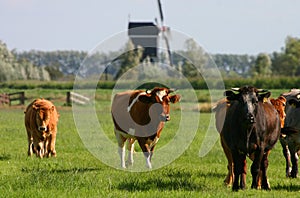 Dutch cows 2