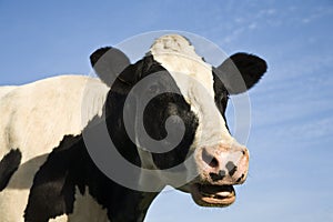 Dutch cows