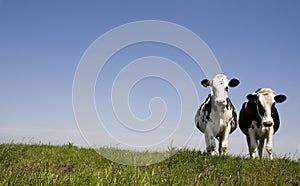 Dutch cows