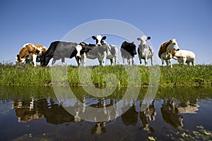 Dutch cows