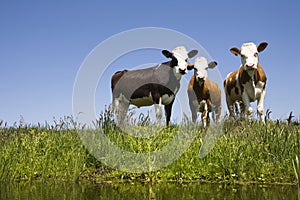 Dutch cows