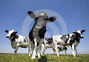 Dutch cows