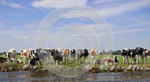 Dutch cows in afternoon sun