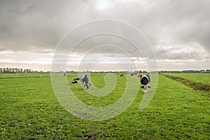 Dutch  cows grazing in the rain