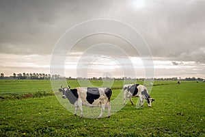 Dutch  cows grazing in the rain