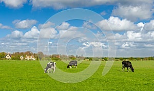 Dutch cows with green grassland in spring