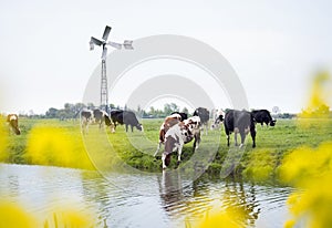 Dutch cows in green meadow seen through yellow spring flowers in