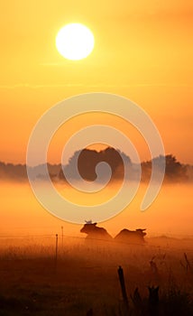 Dutch cows in morning fog