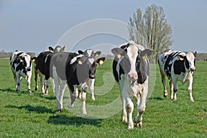 Dutch cows in morning sun photo