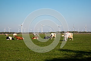 Dutch cows during Spring in the Netherlands with on the background windmills in the Noordoostpolder Netherlands