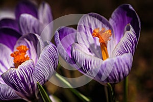 Dutch crocus