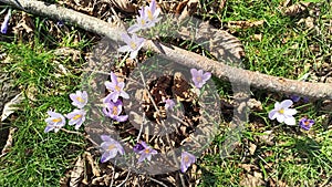 Dutch crocus (crocus vernus), first signs of spring