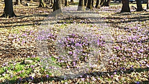 Dutch crocus (crocus vernus), morning in the forest