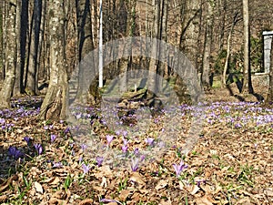 Dutch crocus (crocus vernus), morning in the forest