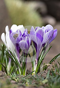 Dutch Crocus, Garden lawn, Crocuses, Blooming, Crocus vernus \