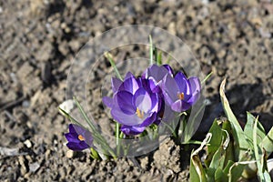 Dutch crocus Grand Maitre