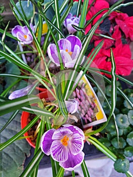 dutch crocus This plant has green leaves and purple flowers