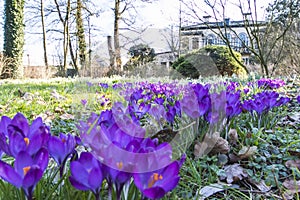 Dutch Crocus, Spring Crocus, Crocus vernus