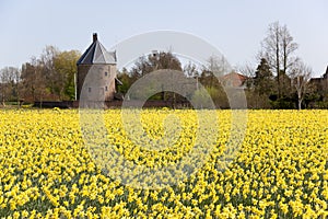 Dutch daffodils field