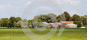 Dutch dairy farm with cows