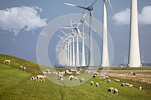 Dutch dike along IJsselmeer with wind turbines and sheep