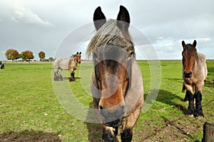 Dutch Draft Horses