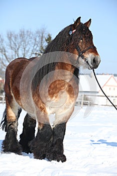 Dutch draught horse with bridle in winter