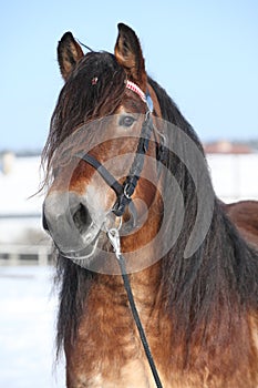 Dutch draught horse with bridle in winter