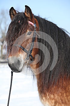 Dutch draught horse with bridle in winter