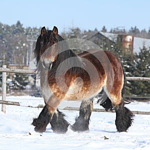 Dutch draught horse with long mane running in snow