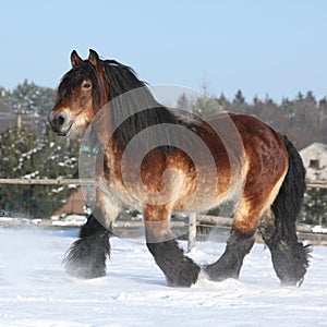 Dutch draught horse with long mane running in snow