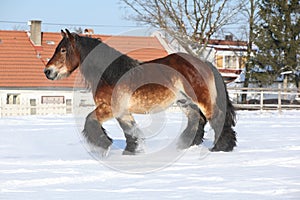 Dutch draught horse with long mane running in snow