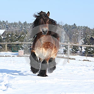 Dutch draught horse with long mane running in snow