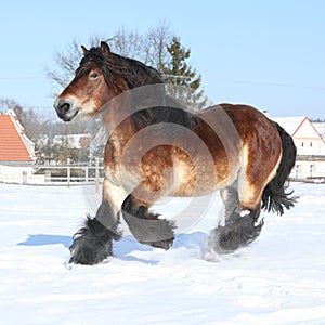 Dutch draught horse with long mane running in snow photo