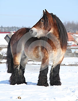 Dutch draught horse stallion in winter