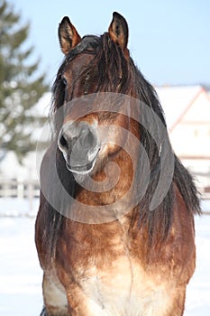 Dutch draught horse stallion in winter