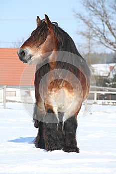 Dutch draught horse stallion in winter