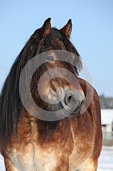 Dutch draught horse stallion in winter