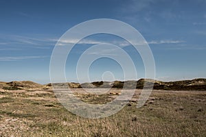 Dutch dunes with highland cows Petten Zwanenwater