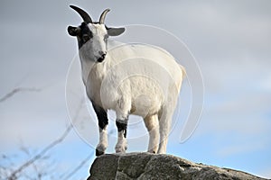 Dutch dwarf goat animals zoo