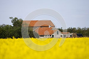 Dutch farm in spring, Nederlandse boerderij in het voorjaar