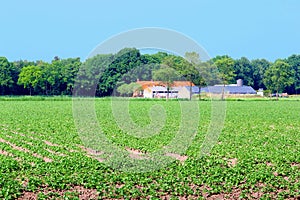 Dutch farmhouse crops patatoes fields plantation, Netherlands