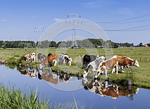 Dutch farmland with cattle