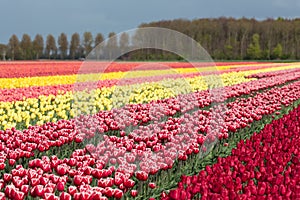 Dutch farmland with colorful tulip fields