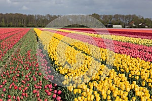 Dutch farmland with colorful tulip fields