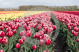 Dutch farmland with colorful tulip fields photographed with sel