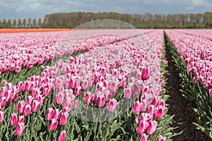 Dutch farmland with colorful tulip fields photographed with sel