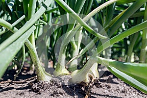 Dutch farmland with growing onions